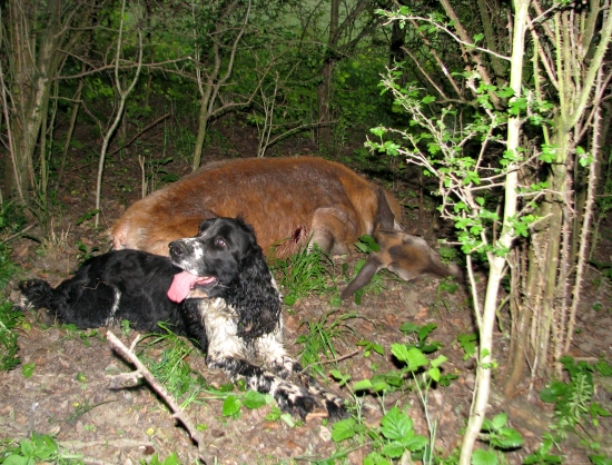 po dosledu ročka.............