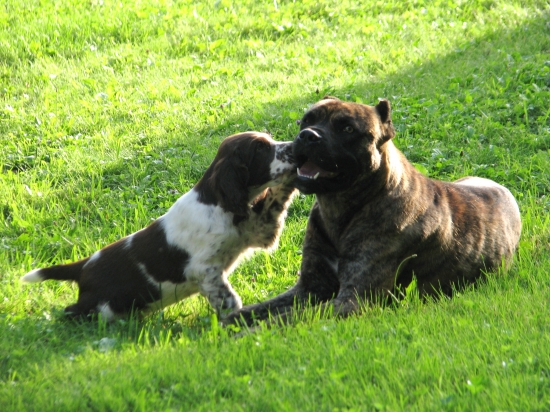 španěl a špringršpaněl...