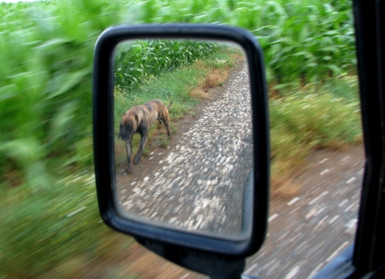 předjíždí z leva....ranní venčení...