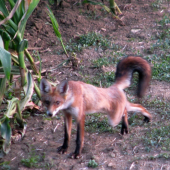místo srnca, lišča...