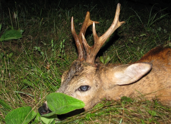 hostův srnec detail...