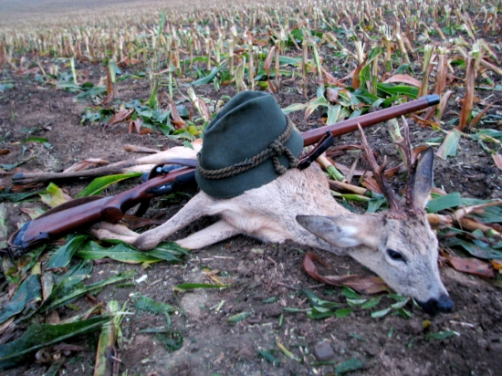 sanitární odlov stařečka