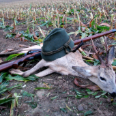 sanitární odlov stařečka