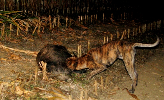 hrdlo na povrchu a ne v brlohu-)