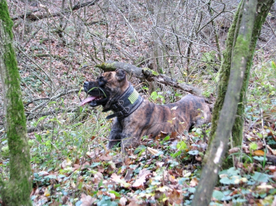 španěl po práci...