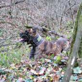 španěl po práci...