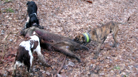 práce s černou zvěří...