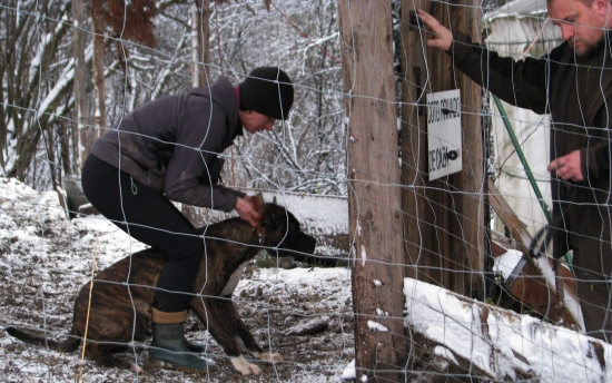 druhý Alano putoval do ČR