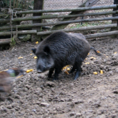 pohybovka