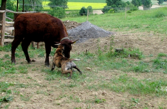 také práce loveckého psa Alano Espaňol
