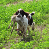 tak eště jedna ostřejší z výcviku