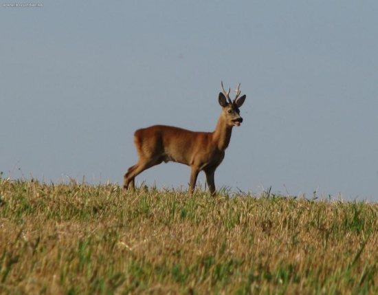 nadějný mladý v říji