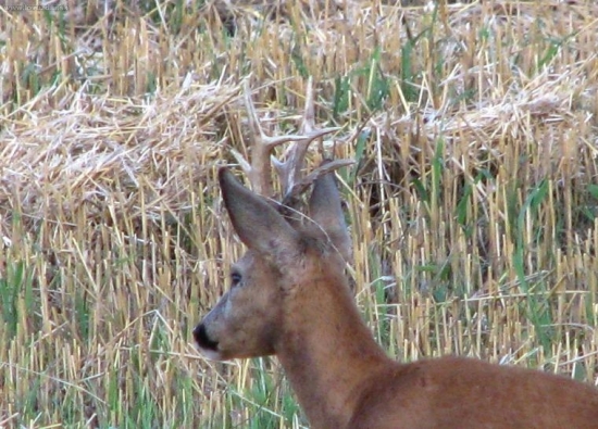 nachystaný pro hosta - blíže ze zadu