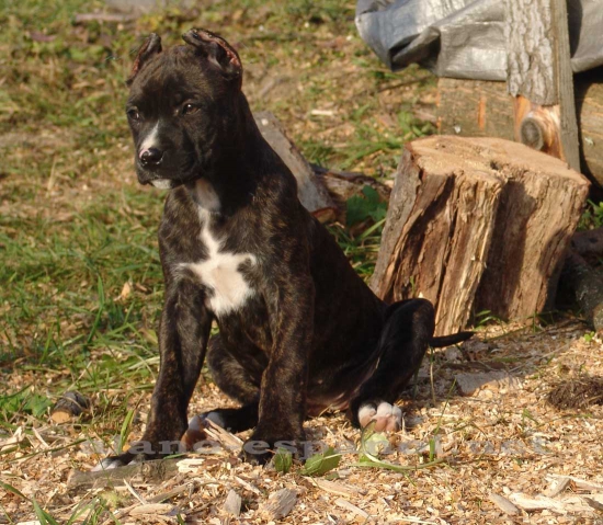 dálší Alano Espaňol na Moravě