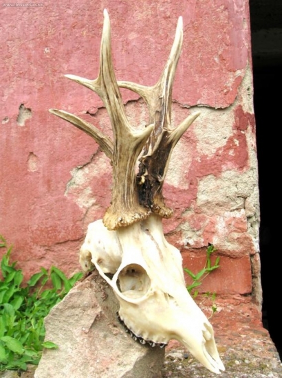 onen foceny za živa,po ulovení a teď po vyvaření - asi 5 let