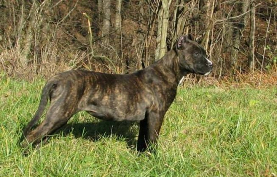 Vengo Juerga - alano Espaňol