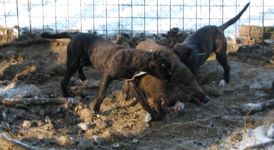 Vengo Juerga a Vengo Jalar 4,5 měsíce