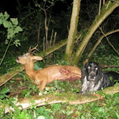 špatný střelec dobrý pes ...