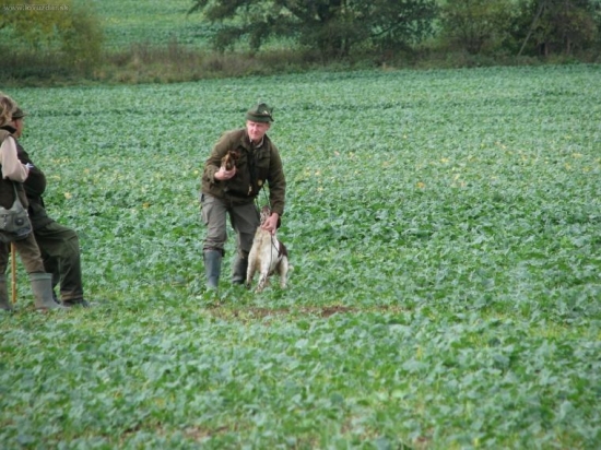-pohozená - ukončení
