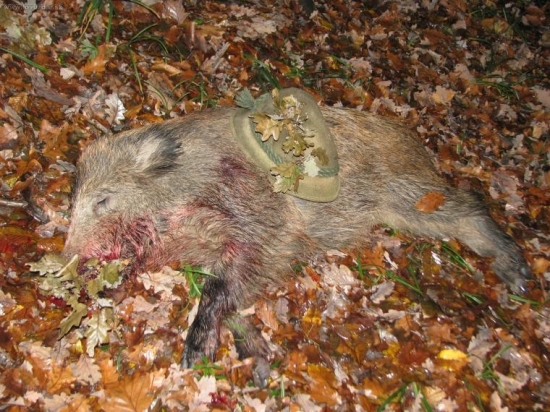 konečně zhodily kukuřice-selátko