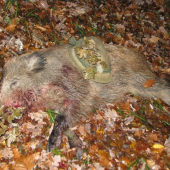 konečně zhodily kukuřice-selátko
