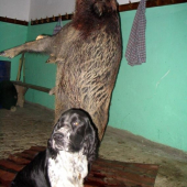 první dohledávka v 7 měsících..1,5 Km