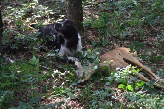 Lesní zkoušky - na konci barvy