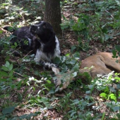 Lesní zkoušky - na konci barvy