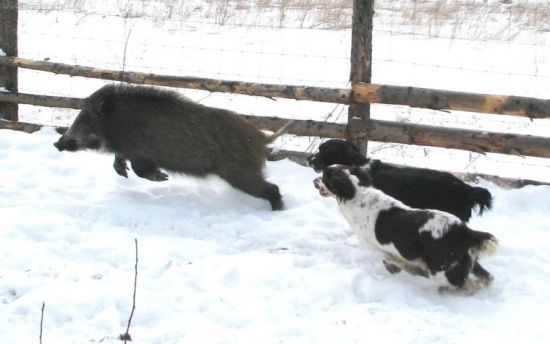 zpestření neděle...