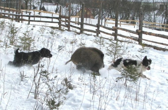 zpestření neděle...
