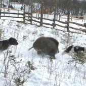 zpestření neděle...