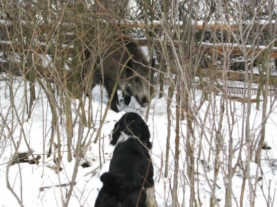 zpestření neděle 2