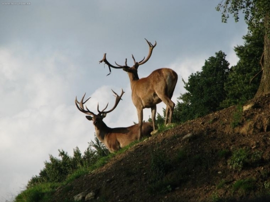 v oboře-toprý genofond