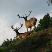v oboře-toprý genofond
