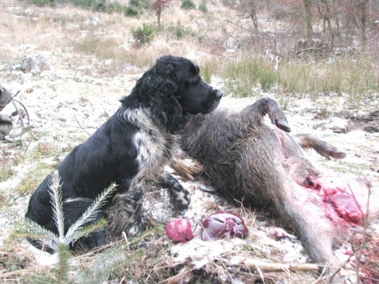 zadržřené a s půlmetru dostřelené prase