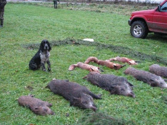 jedna s dobrých akcí pro psa...