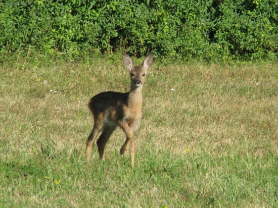 zvědavost