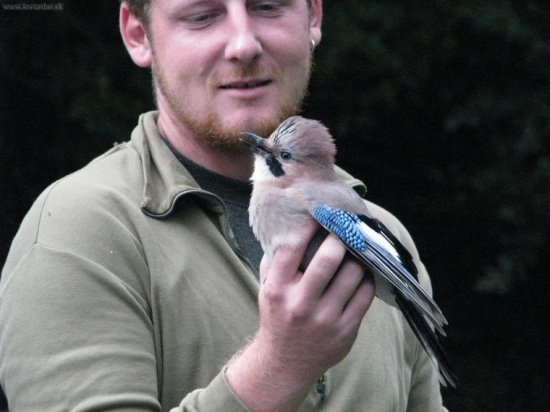 ožralá východňárská sojka(ten vták s modrýma péřím)