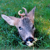 z archivu - vývrtkář - 3 roky