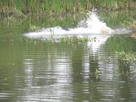 s chutí pro memoriálovů kačenu -)