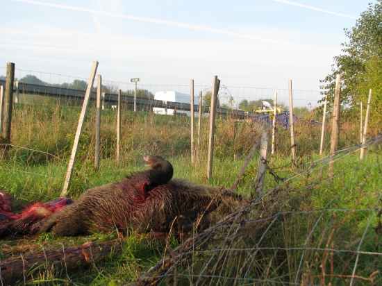 nesmyslné umístění biokoridoru a jeho následky 2
