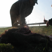 nesmyslné umístění biokoridoru a jeho následky 4