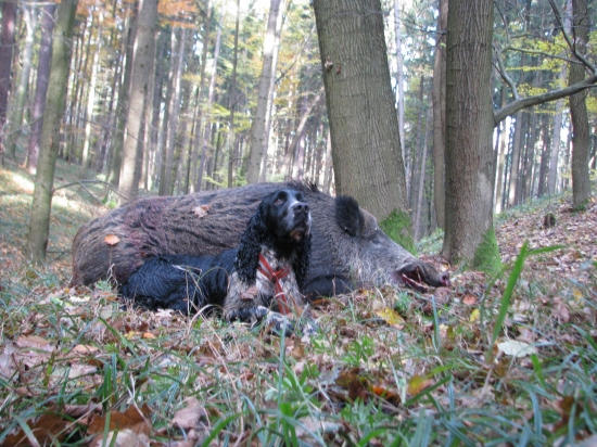 toto sem vám vyhnál já-))
