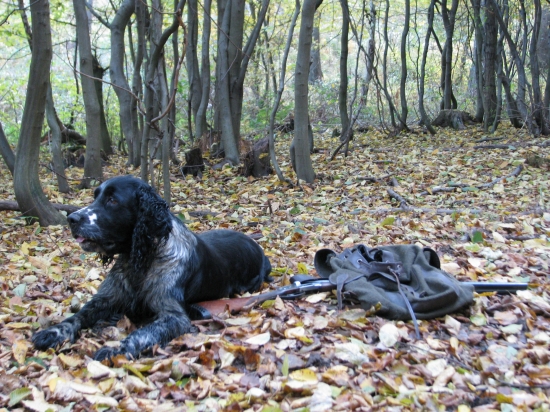 ne káždý dosled končí nalezením kusu -(