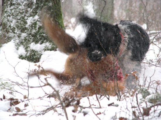 dorazit a přinést 1