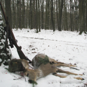 průběrný odstřel