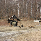Ranna paša
