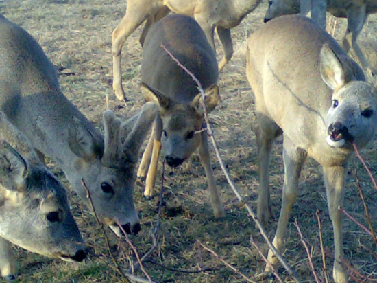vlado-štvrté parožie