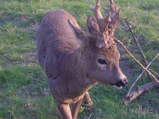 miško