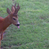 miško-,,vieš čo my môžeš,,